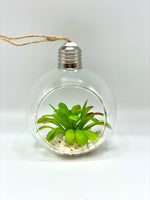 Glass Bulb Succulent