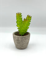 Rustic Pot Succulent